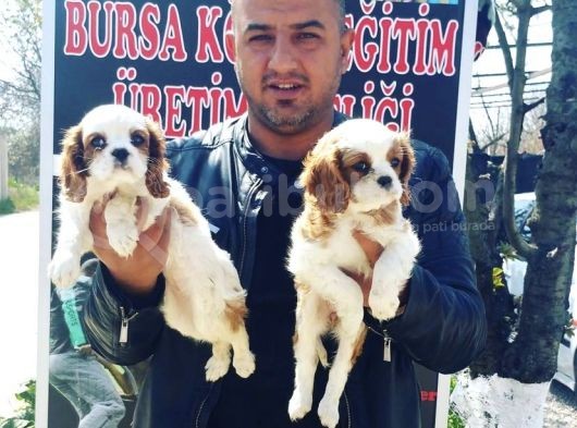 Mükemmel Kalitede Cavalier Yavruları görsel