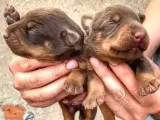 Şampiyon soydan doberman yavrular