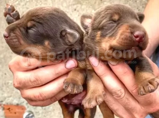 Şampiyon Soydan Doberman Yavrular