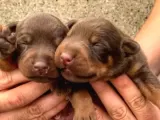 Şampiyon Soydan Doberman Yavrular