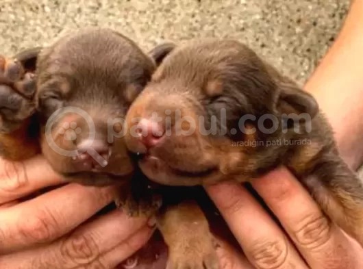 Şampiyon Soydan Doberman Yavrular görsel