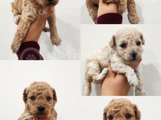 Toy Poodle Küçük Beden Büyük Aşk