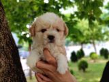 Sütlü Kahve Dişi Ve Erkek F2 Maltipoo Yavrularım