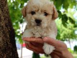Sütlü kahve dişi ve erkek F2 Maltipoo yavrularım