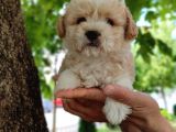 Sütlü Kahve Dişi Ve Erkek F2 Maltipoo Yavrularım