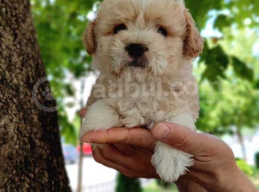 Sütlü Kahve Dişi Ve Erkek F2 Maltipoo Yavrularım görsel