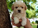 Sütlü Kahve Dişi Ve Erkek F2 Maltipoo Yavrularım