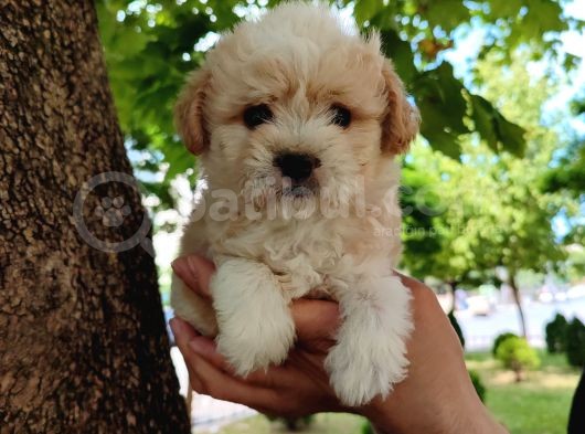 Sütlü Kahve Dişi Ve Erkek F2 Maltipoo Yavrularım görsel