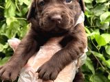 Sevimli Irk Garantili Labrador Retriever Yavrular