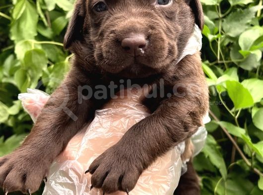 Sevimli Irk Garantili Labrador Retriever Yavrular