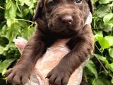 Sevimli Irk Garantili Labrador Retriever Yavrular