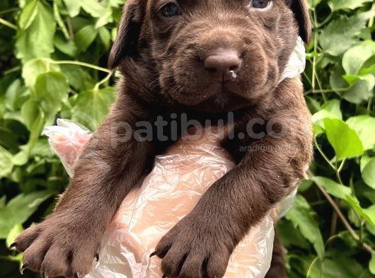 Sevimli Irk Garantili Labrador Retriever Yavrular görsel