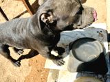 5 Aylık Sadık American Bully
