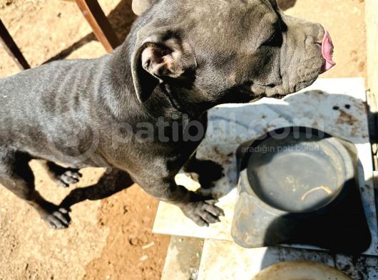 5 Aylık Sadık American Bully görsel
