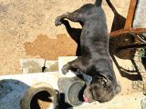 5 Aylık Sadık American Bully