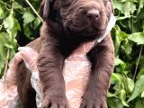 Sevimli Irk Garantili Labrador Retriever Yavrular