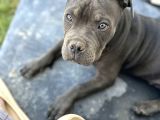 5 Aylık Sadık American Bully