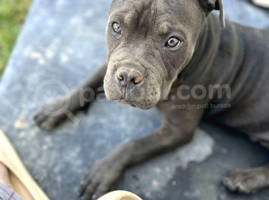 5 Aylık Sadık American Bully görsel