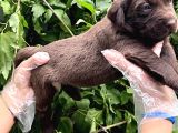 Sevimli Irk Garantili Labrador Retriever Yavrular