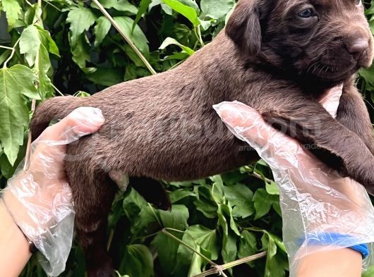 Sevimli Irk Garantili Labrador Retriever Yavrular görsel