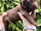 Sevimli Irk Garantili Labrador Retriever Yavrular
