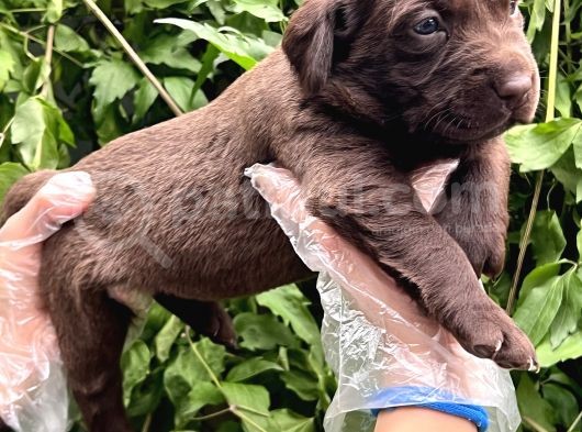 Sevimli Irk Garantili Labrador Retriever Yavrular görsel