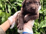Sevimli Irk Garantili Labrador Retriever Yavrular
