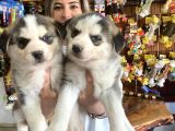 Mükemmel Kalitede  Husky Yavrularımız