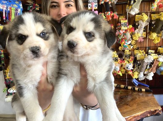 Mükemmel Kalitede  Husky Yavrularımız görsel