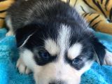 Mükemmel Kalitede  Husky Yavrularımız