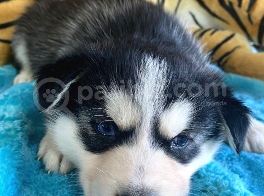 Mükemmel Kalitede  Husky Yavrularımız görsel