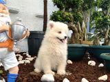 Mükemmel Kalitede Samoyed Yavrularımız