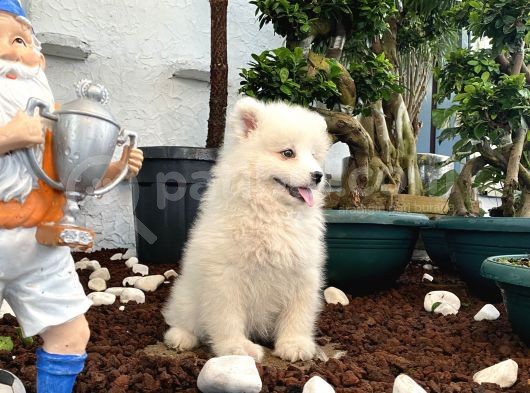 Mükemmel Kalitede Samoyed Yavrularımız görsel