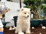 Mükemmel Kalitede Samoyed Yavrularımız