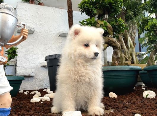 Mükemmel Kalitede Samoyed Yavrularımız görsel