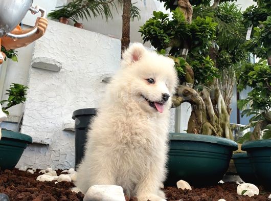 Mükemmel Kalitede Samoyed Yavrularımız görsel