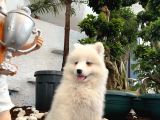 Mükemmel Kalitede Samoyed Yavrularımız