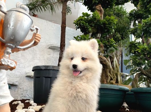Mükemmel Kalitede Samoyed Yavrularımız görsel