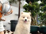 Mükemmel kalitede samoyed yavrularımız