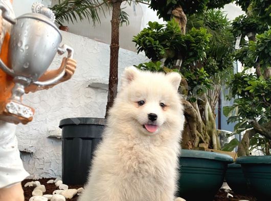 Mükemmel Kalitede Samoyed Yavrularımız
