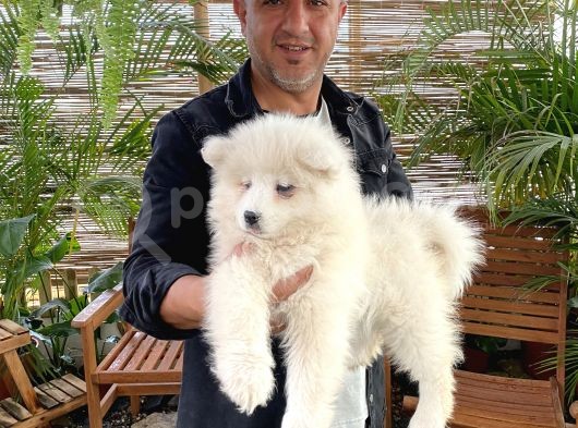 Mükemmel Kalitede Samoyed Yavrularımız görsel