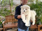 Mükemmel Kalitede Samoyed Yavrularımız
