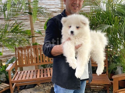 Mükemmel Kalitede Samoyed Yavrularımız görsel