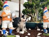 Mükemmel Kalitede  Husky Yavrularımız