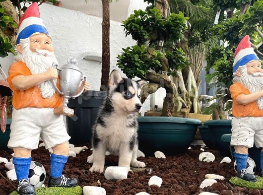 Mükemmel Kalitede  Husky Yavrularımız görsel