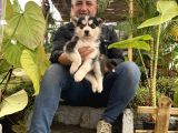 Mükemmel Kalitede  Husky Yavrularımız