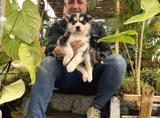 Mükemmel Kalitede  Husky Yavrularımız görsel