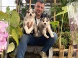 Mükemmel kalitede  Husky yavrularımız