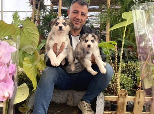 Mükemmel Kalitede  Husky Yavrularımız