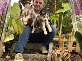 Mükemmel Kalitede  Husky Yavrularımız